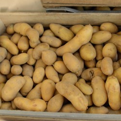 Pommes de terre Charlotte...