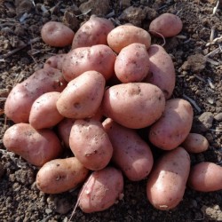 Pommes de terre roses - 1 kg