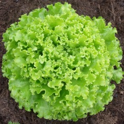 salade batavia BIO